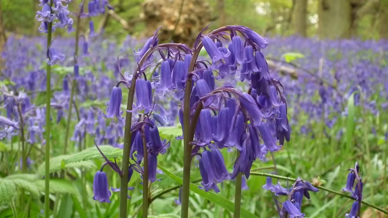 D29 little gaddesdon, ashridge estate 29 apr (11)